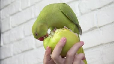 Papağan Elma Yiyor, Alexandrine Muhabbet Kuşu Meyve Yiyor, Çocuk Evcil Hayvanını Besliyor, Kız Hindistan Yüzüğüyle Oynuyor