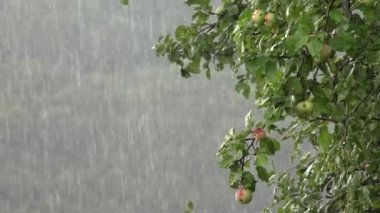 Rain, Torrential Raining in Apple Trees Orchard, Rainy Fruits Branches, Agriculture View, Storm at Countryside, Windy Stormy Day