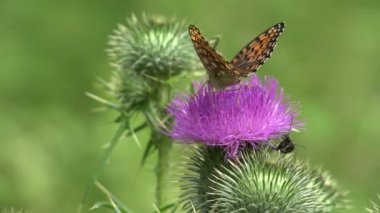 Flying Butterfly Insects Collecting Pollen on Thorns Flower, Bee Pollinating Thistles, Mountains Desert Medicine Plants