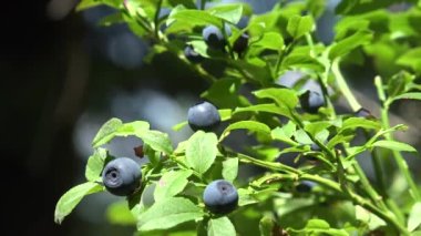 Huckleberry Bush in Wood, Berries, Forest Fruit in Mountains, Wild Bilberries, Blueberries, Huckleberries, Vaccinium Corymbosum