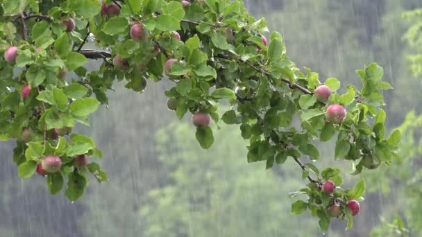 Rain Torrential Raining Apple Trees Orchard Rainy Fruits Branches Agriculture — Vídeos de Stock