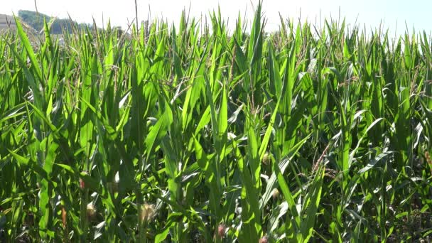 Corn Field Cultivated Land Cereals Maize Harvest Agriculture Crops Agrarian — Vídeo de Stock