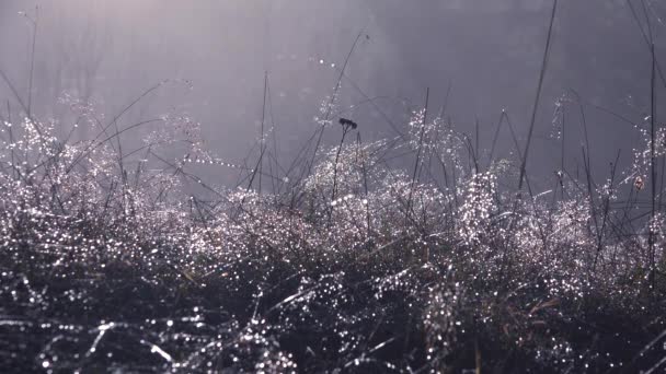 Роса Туман Траві Туманний Дим Магічний Блиск Заморожена Трава Лузі — стокове відео