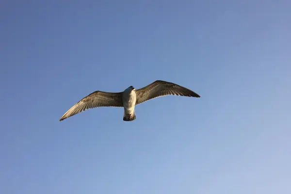 Möwen fliegen — Stockfoto