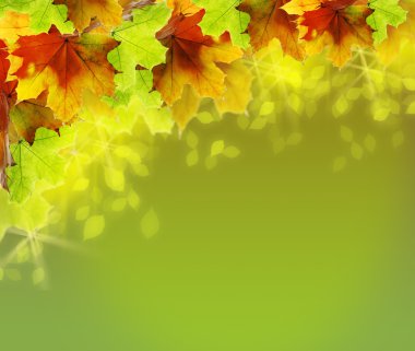 parlayan arka plan ile renkli sonbahar yaprakları