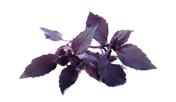 Albahaca morada —  Fotos de Stock