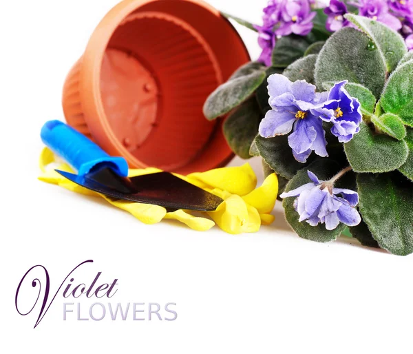Fond floral avec violette — Photo