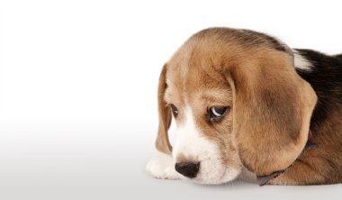 Beagle yavru köpek portre