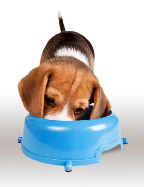 Mangiare il ritratto di beagle cucciolo — Foto Stock