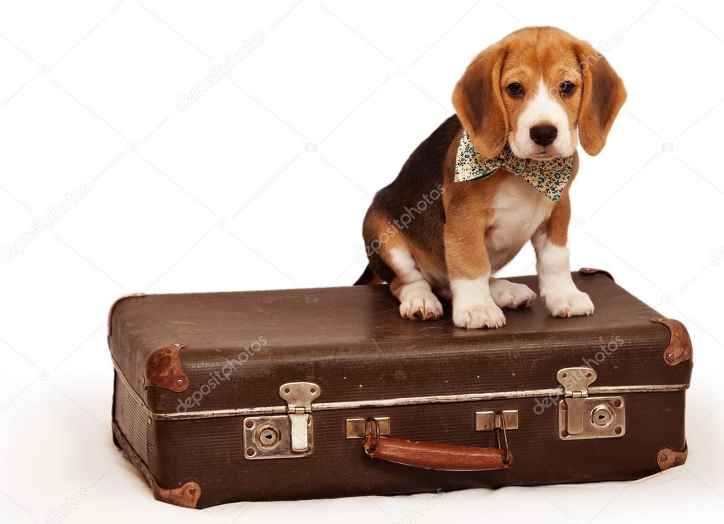 Little puppy sitting on the suitcase