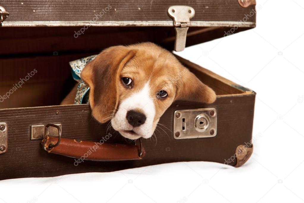 Cute beagle puppy into the old suitcase