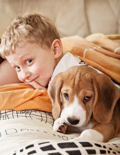 Cachorro Beagle deitado na cama com o rapaz — Fotografia de Stock