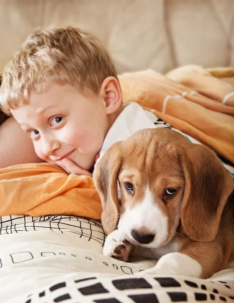 ビーグル犬の子犬の男の子とのベッドで横になっています。 ストック写真