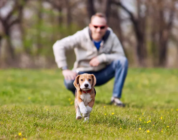 Lopende beagle pup op de wandeling — Stockfoto