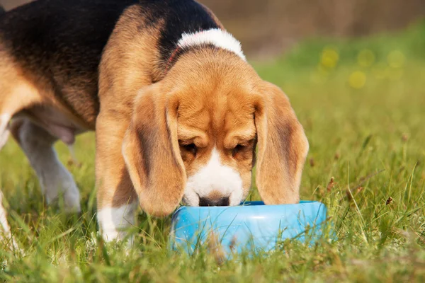 Drinken beagle pup — Stockfoto