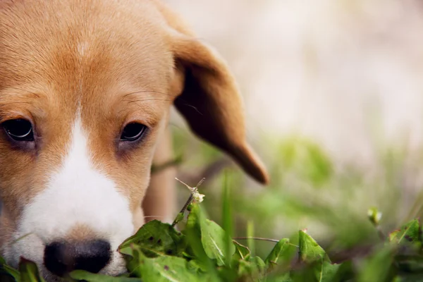 Closeup beagle pup portret — Stockfoto