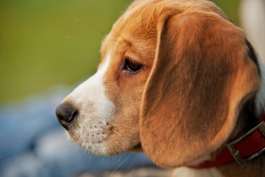 yarım yüz beagle portre kadar yakın