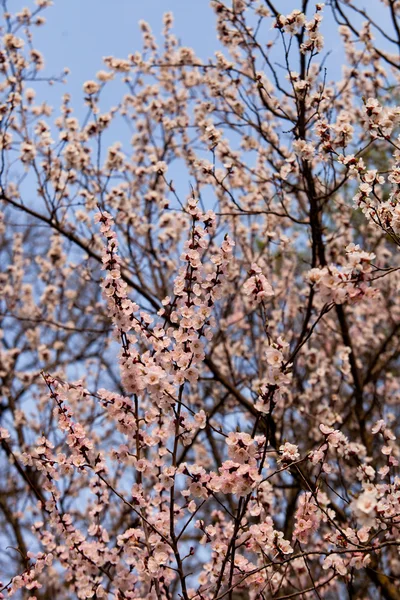 春杏桃花树 — 图库照片