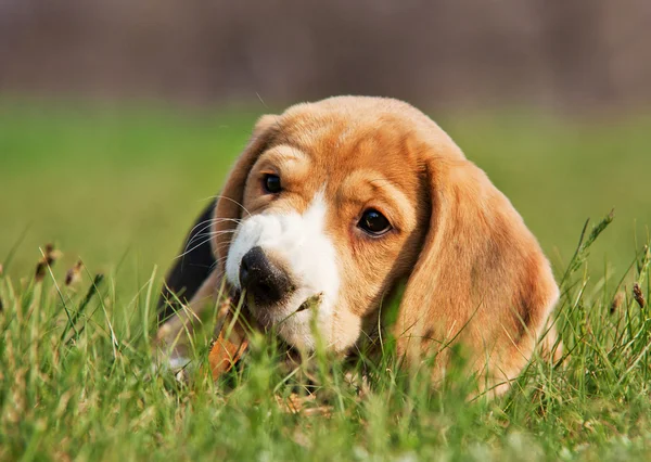 Beagle szczeniak żucie kij w trawie — Zdjęcie stockowe