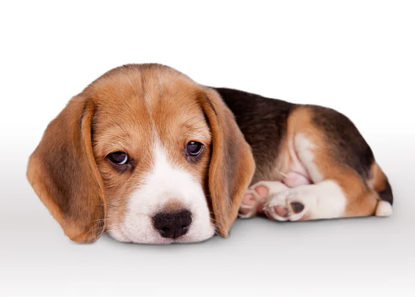 Kleine beagle pup wit zielig ogen — Stockfoto