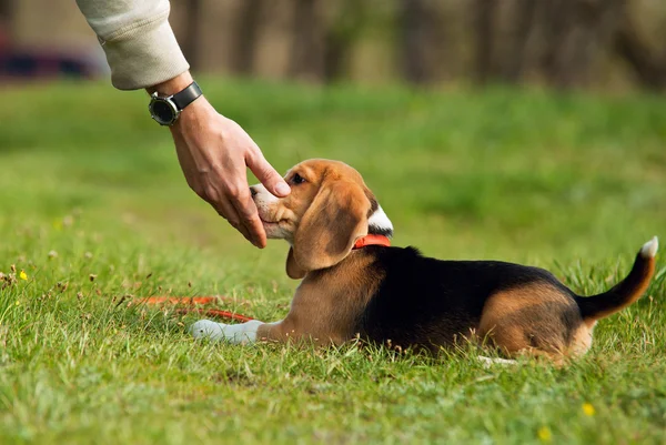 Delicatesse van meester hand — Stockfoto