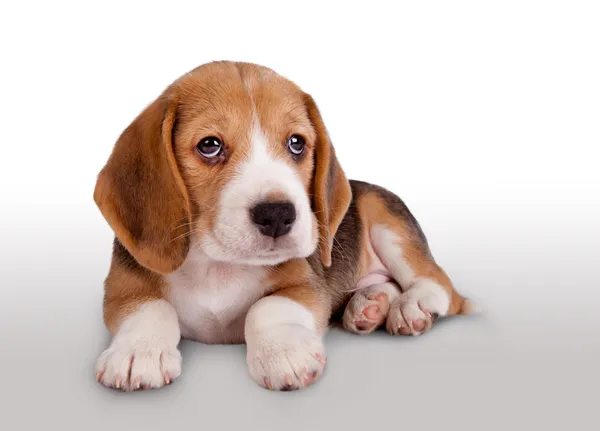 Cute beagle puppy portrait — Stock Photo, Image