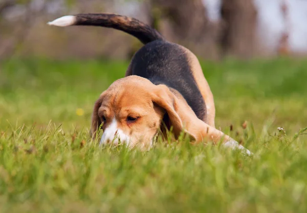 Бигль игривый щенок в траве — стоковое фото