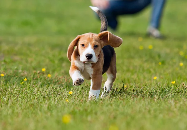 徒歩で実行中のビーグル犬の子犬 ロイヤリティフリーのストック画像