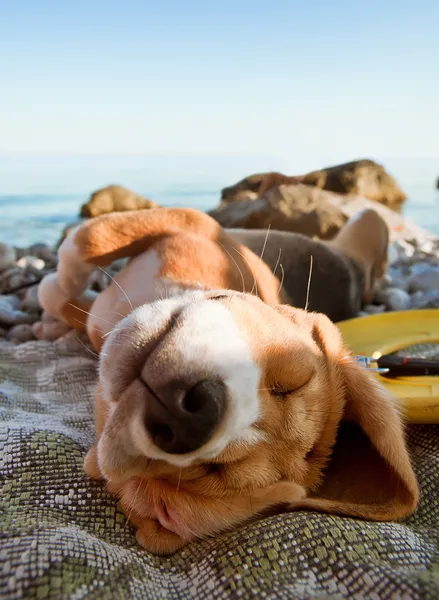 Om te zonnebaden hond portret — Stockfoto