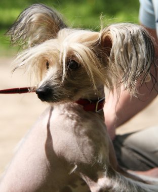 Çince Tepeli Köpek portre