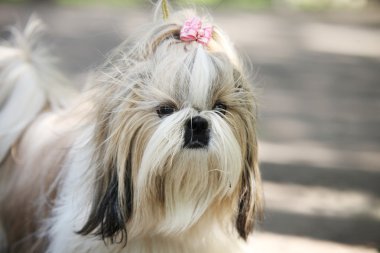 Shih tzu köpek portre