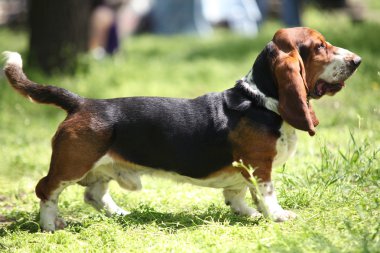 Üç renkli basset hound limuzin köpek