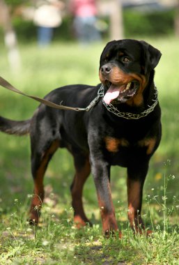 Deutsch rottweiler bekçi köpeği