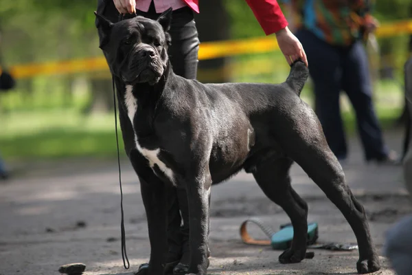 Black Dog Cane Corso — Stock Photo, Image