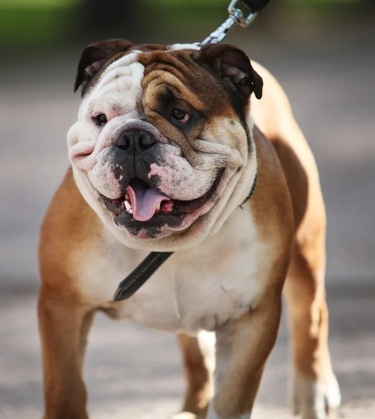 Walking engelska bulldog — Stockfoto