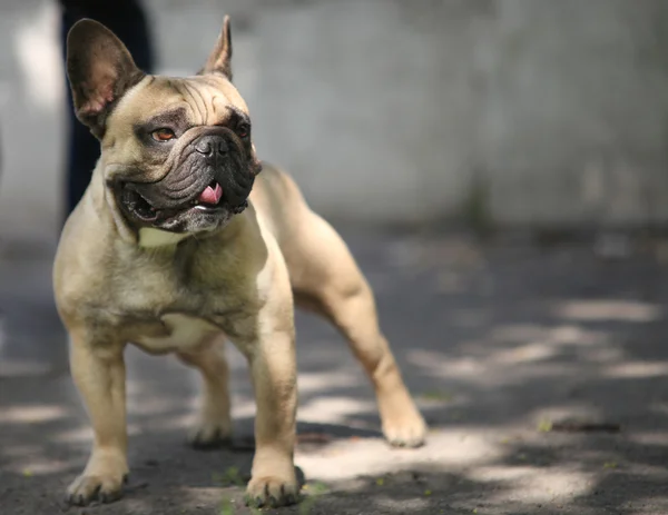 法国斗牛犬 — 图库照片