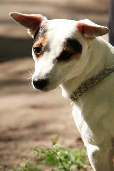 Portrait of terrier puppy — Stock Photo, Image