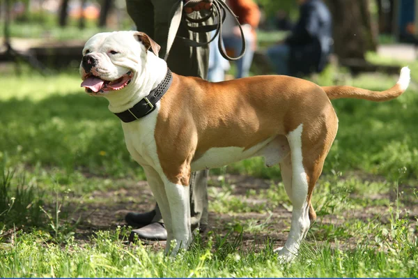 Amerikansk bulldog — Stockfoto