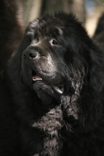 Terranova perro cachorro retrato — Foto de Stock