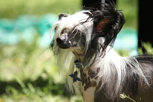 Chinese Crested Dog portrait — Stock Photo, Image