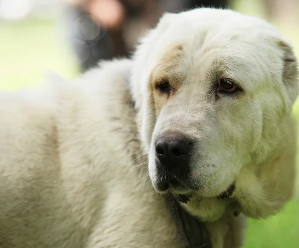 中亚牧羊犬 — 图库照片