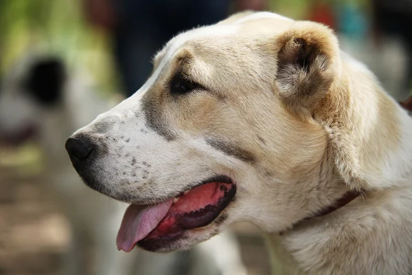 Perro pastor de Asia Central — Foto de Stock