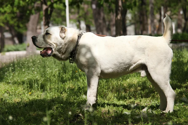 Centralasiatiska herdehund — Stockfoto