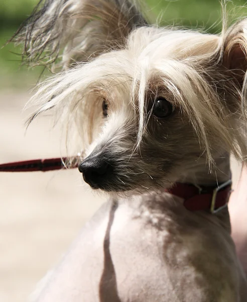 Chinese Crested Dog portrait — Stock Photo, Image