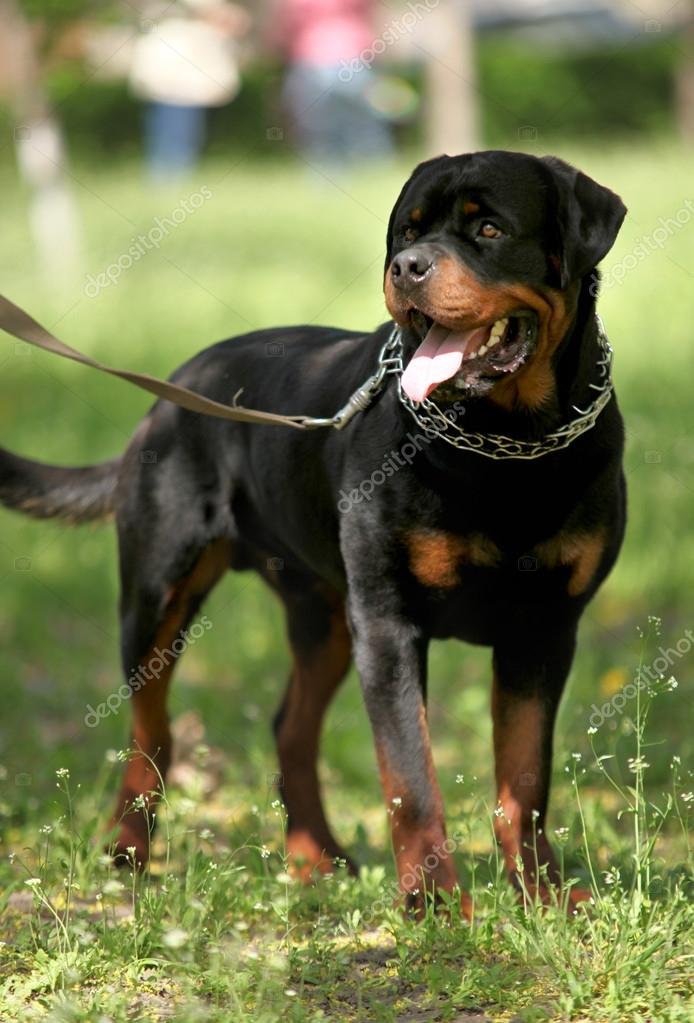 Deutsch Rottweiler Guard Dog — Stock Photo © solovyova 26316163