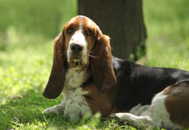 Üç renkli basset hound limuzin köpek
