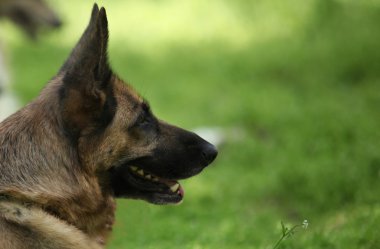 Alman çoban köpeği.