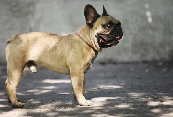 Bulldog francese sul lungomare — Foto Stock