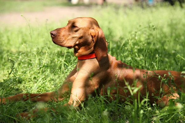 Portrét pes lovec Viszla — Stock fotografie
