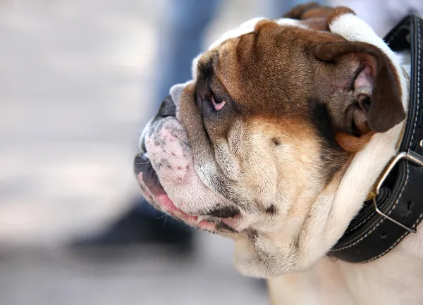 Profil de Bulldog anglais à pied — Photo